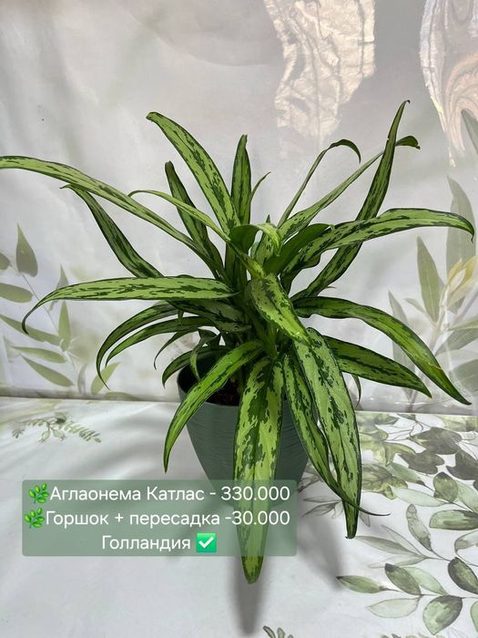 Калатея Орната и Аглаонемы разных сортов  и др