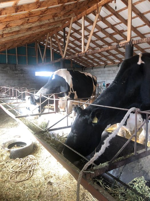 Голштейн сиыр сатылады