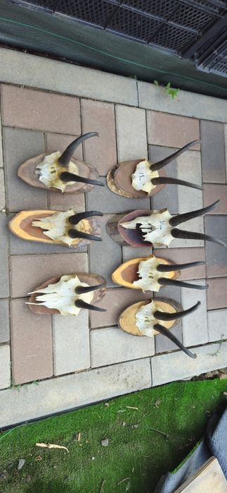 Vand trofeu+coarne carpatin,lopatar,caprior,capra neagra,sulitar.8 poz