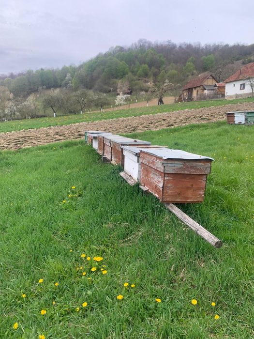 Vând 15 familii de albine