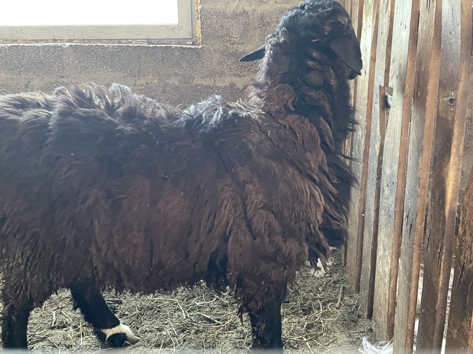 Кошкар сатылады семыз