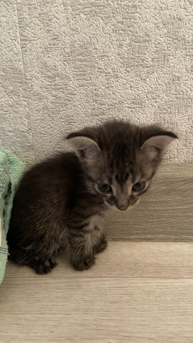 Котята 3 недельная