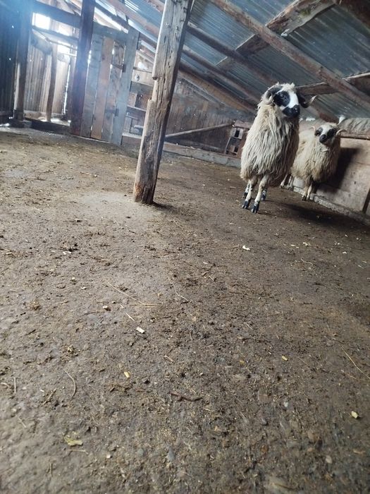 Vând berbeci brezii