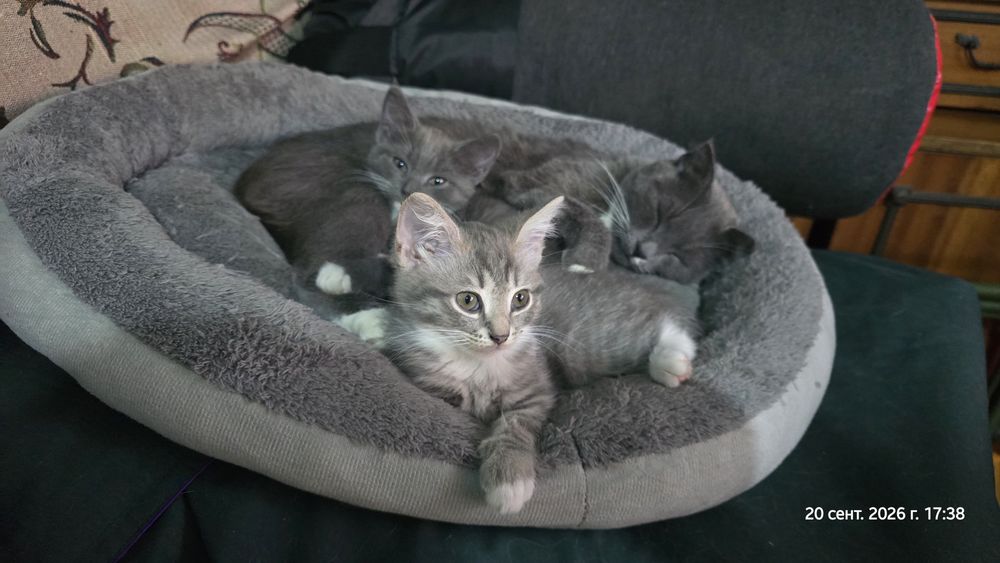 Отдам котят девочки
