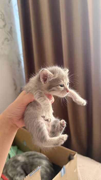 Шотландский Прямоух
