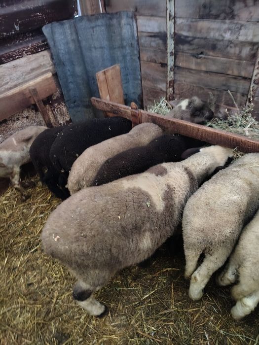 Агнета с.Звездица