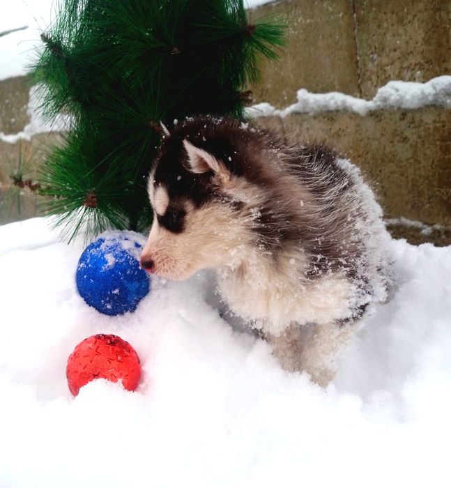 Хаски девочка 1,5месяц