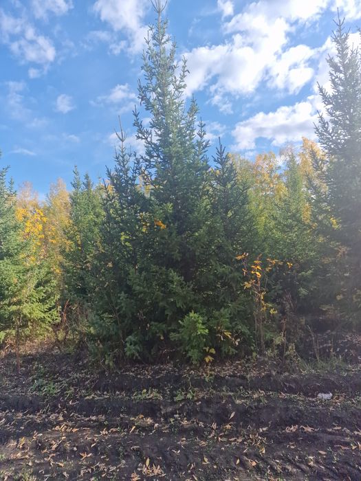 Ель тополь клён вязь