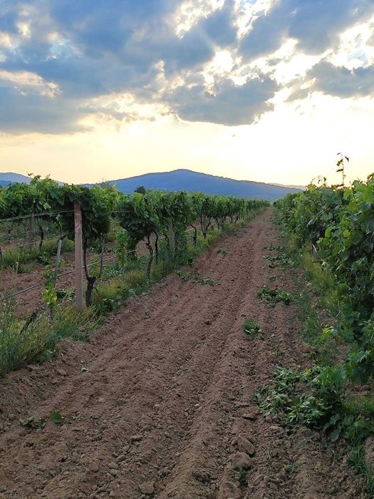 Продава се Земеделски имот в София, Челопечене -  кв.м за 2550 €/дка - Снимка #6