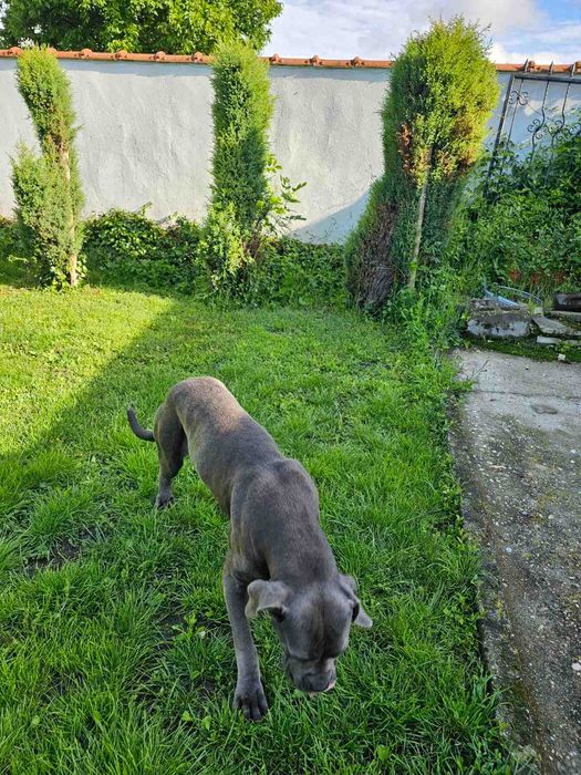 Продавам женско КАНЕ КОРСО на 4 години