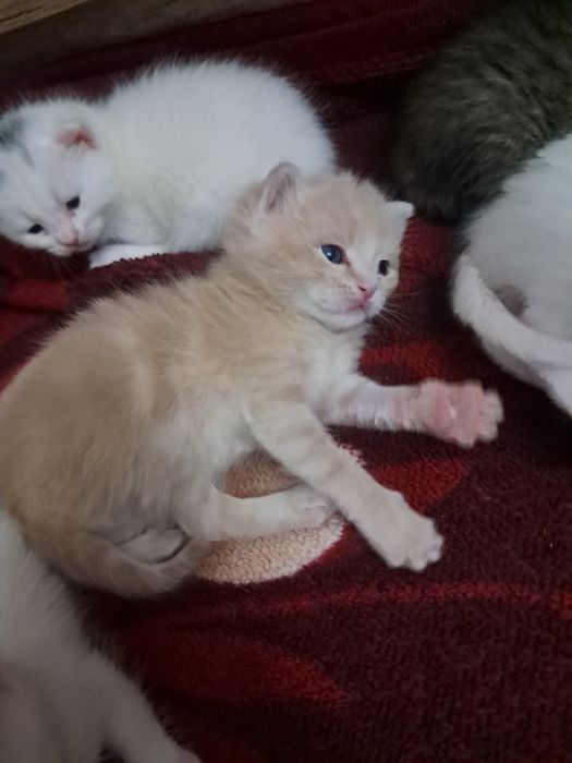 шотландский мушук болалари