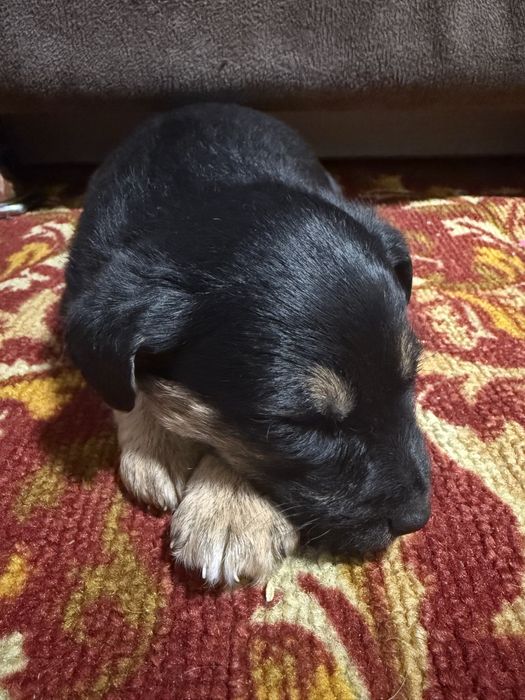 Срочно продам щенков Ягдтерьера