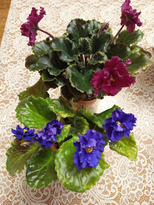 Продам цветущие сортовые фиалки