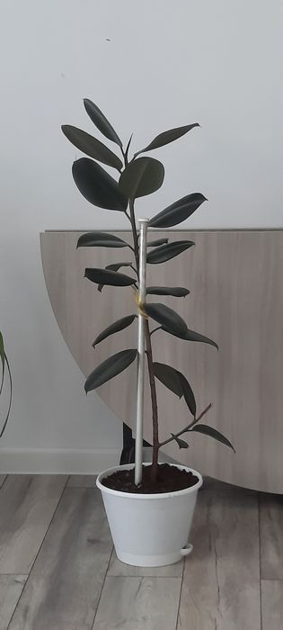 Продаются цветы комнатные