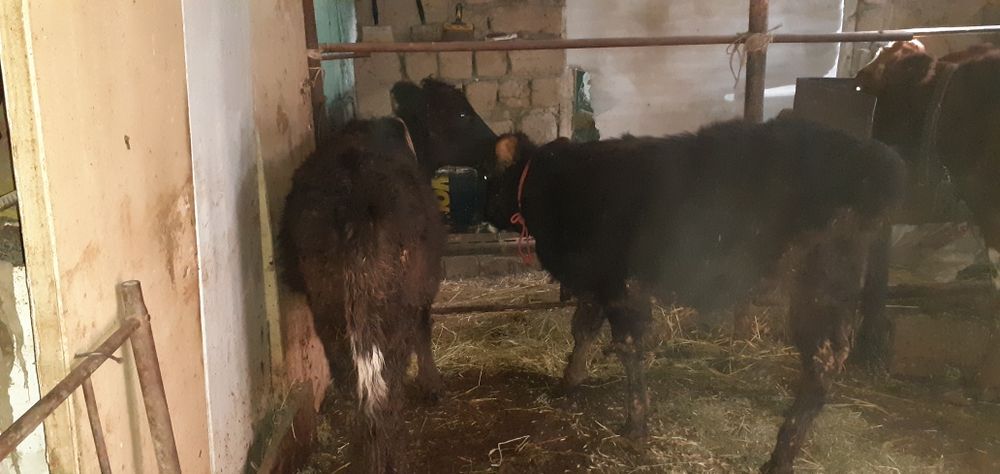 Таначалар Гуножинчалар бор