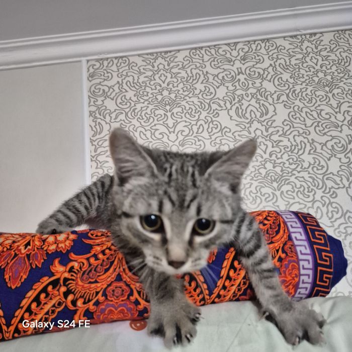 Отдам хорошие руки