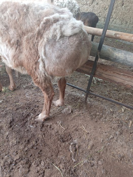 Зоти кучкор Арашан