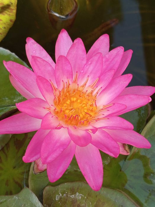 Сортови Водни лилии и тор за тях