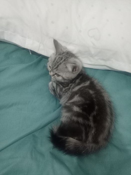 Кошка Шотландская вислоухая Scottish fold