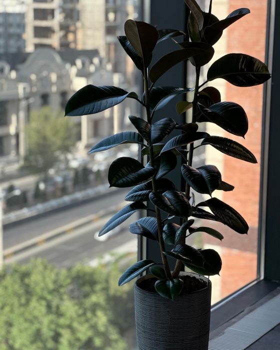 Фикус плетенный а также другие растения для офиса