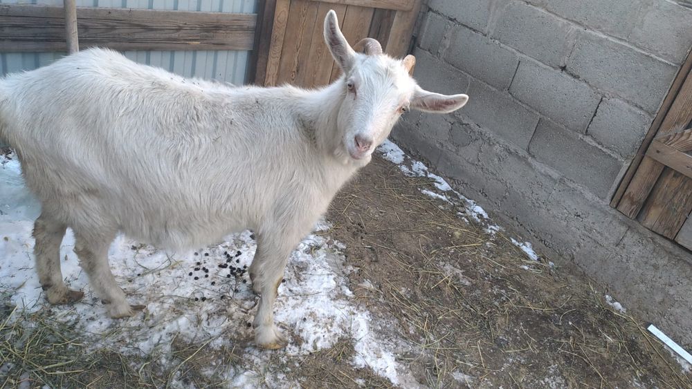 Заннен ешкі лақтарымен сатылады