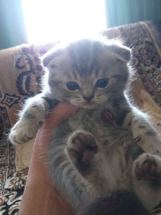 Забавные котята фолдики