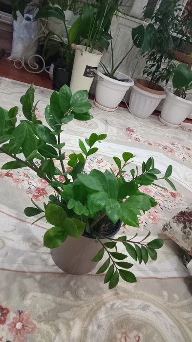 Продам комнатные цветы