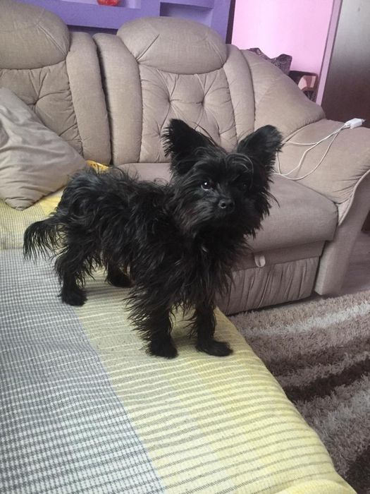 Мини-йорк ищет невесту