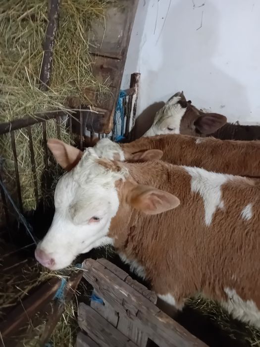 Vitele baltate intarcate