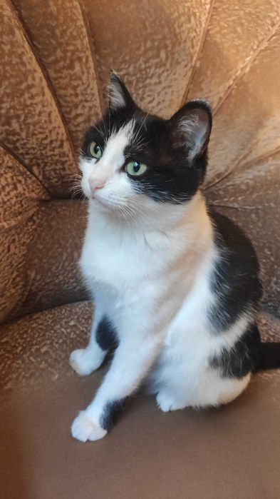 Отдам кошку в добрые руки