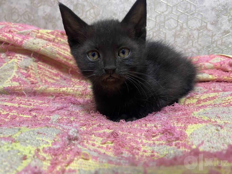 Бесплатно котята