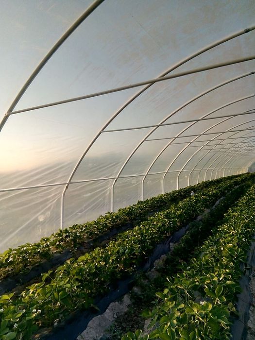 Solarii pentru capsuni   si legumeieftine de calitate