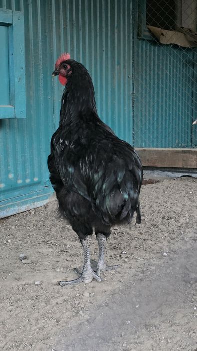 Петух джерсийский гигант