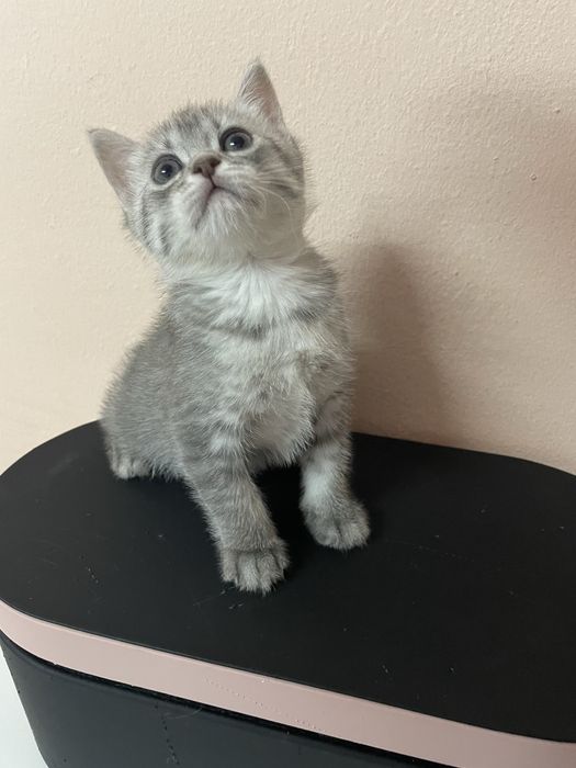 Очаровательные милые котята