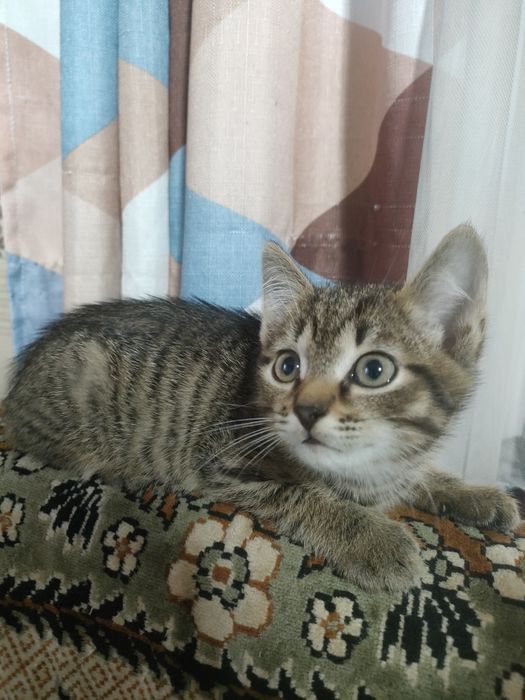 Отдам котят  бесплатно