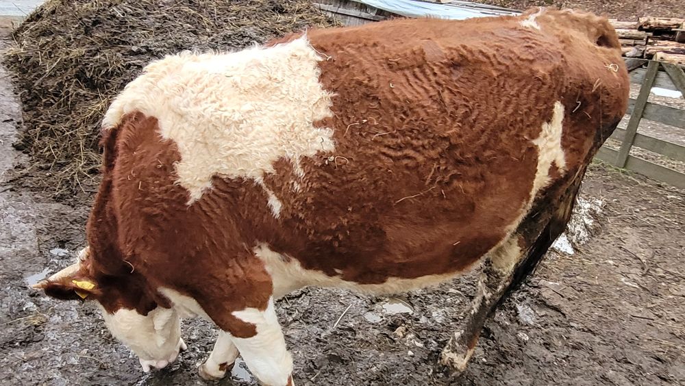 Vând vacă bălțată românească