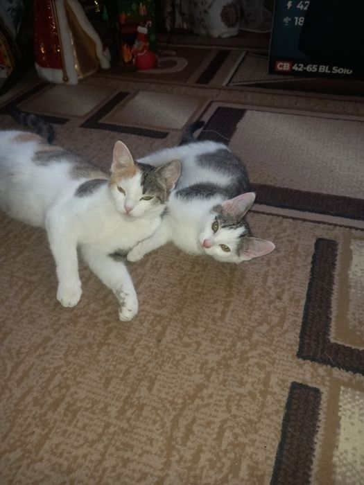 Котёнок мальчик.