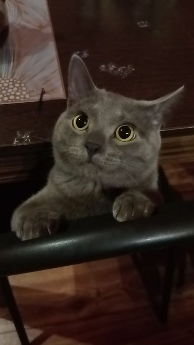 Британец кошка продаю