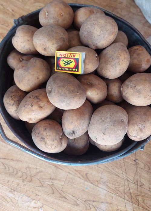 Продам домашний  едовой картофель,урожайный