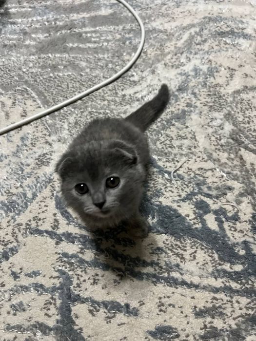 Scottish fold вислоуха