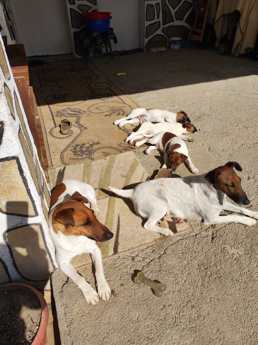 Гладкокосмест фокстериер