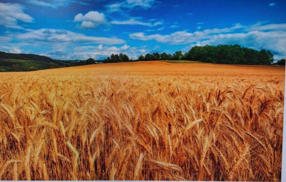 пашни и пастбища