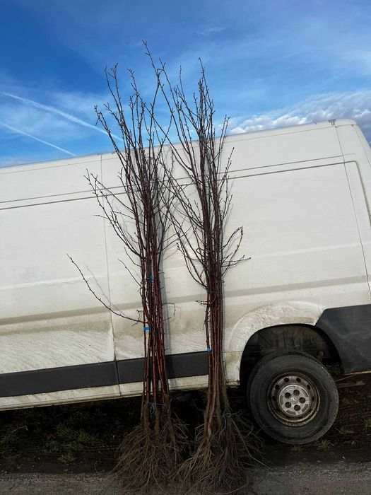 Pomi fructiferi altoiți – Angro și la bucată