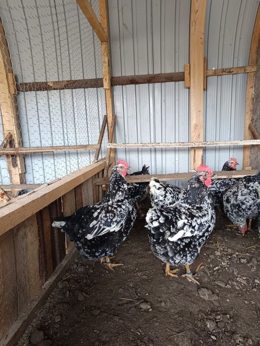 Ouă incubat găini pita pinta