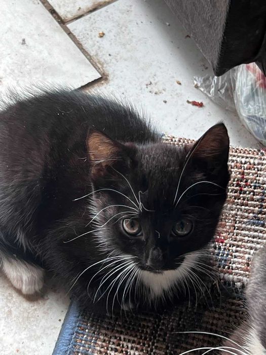 отдам красивых котят
