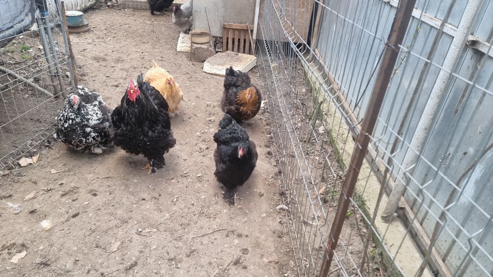 Vand Oua Gaini de Rasa