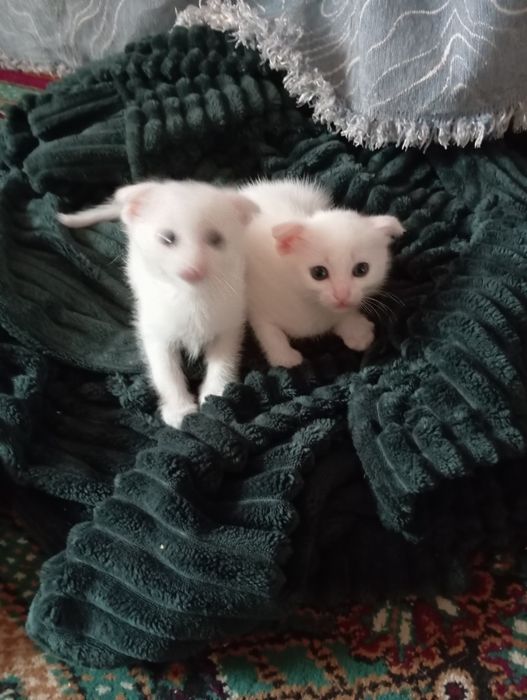 Котята маленькие