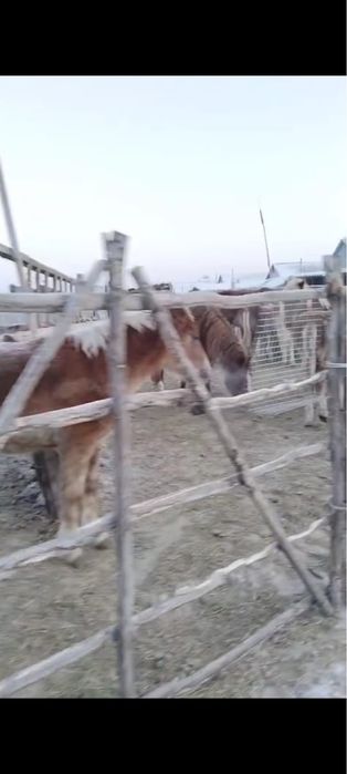 жеребята на выбор