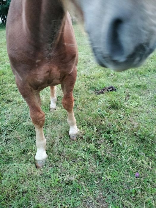 Vînd mînz șarg 9 luni