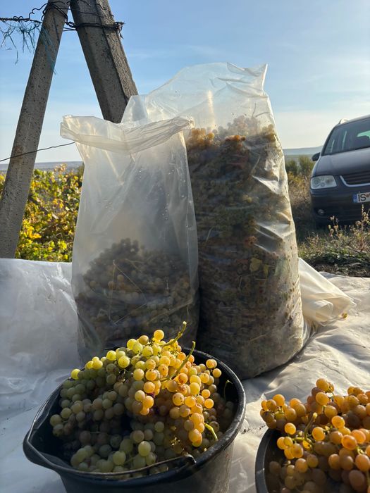 Struguri Tămâioasă Românească din podgoria Cotnari/Zlodica